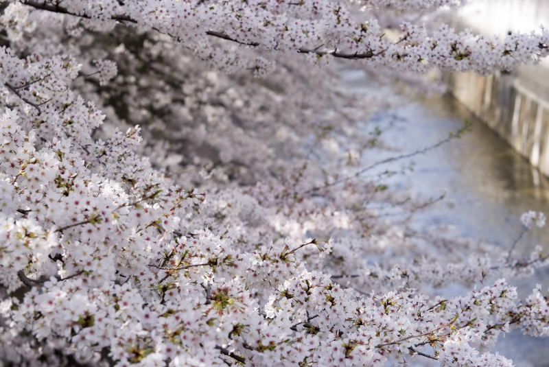 石神井川の桜２