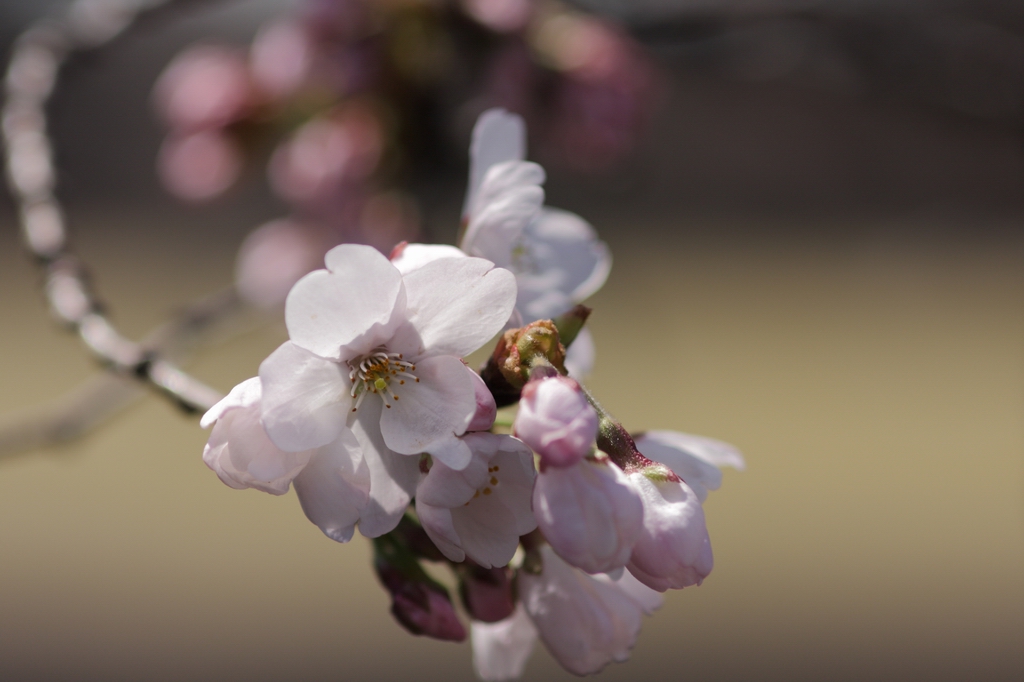 2012年東京の桜開花 7