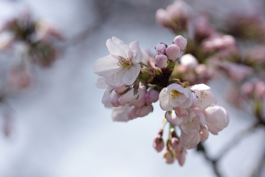 2012年東京の桜開花 8