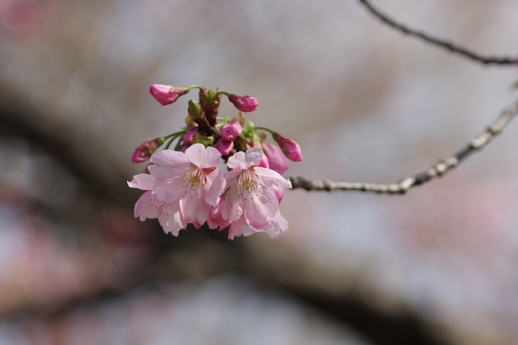 2012年東京の桜開花 13