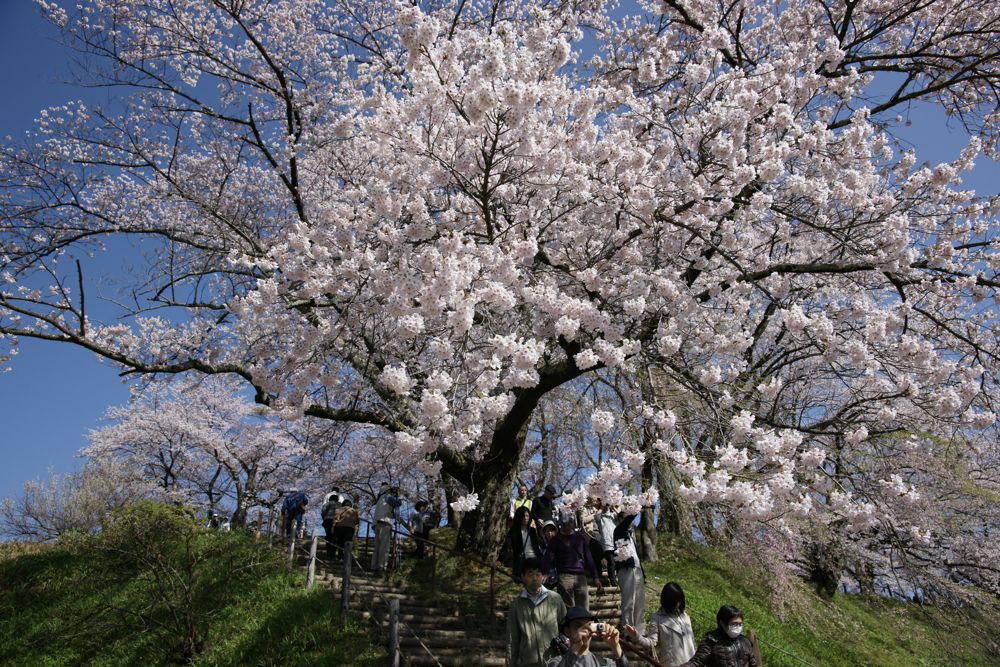 滝桜の周りの桜