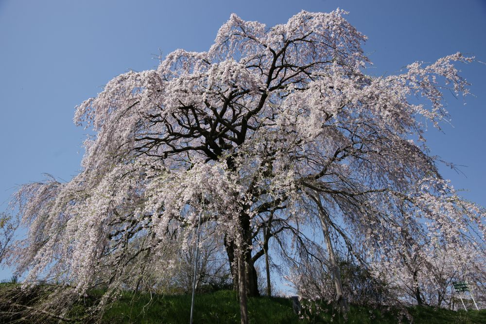 つつみの桜