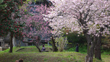 北海道　松前の桜