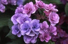 近所に咲く紫陽花