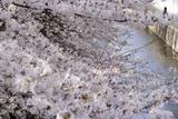 石神井川の桜