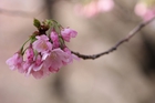2012年東京の桜開花 2